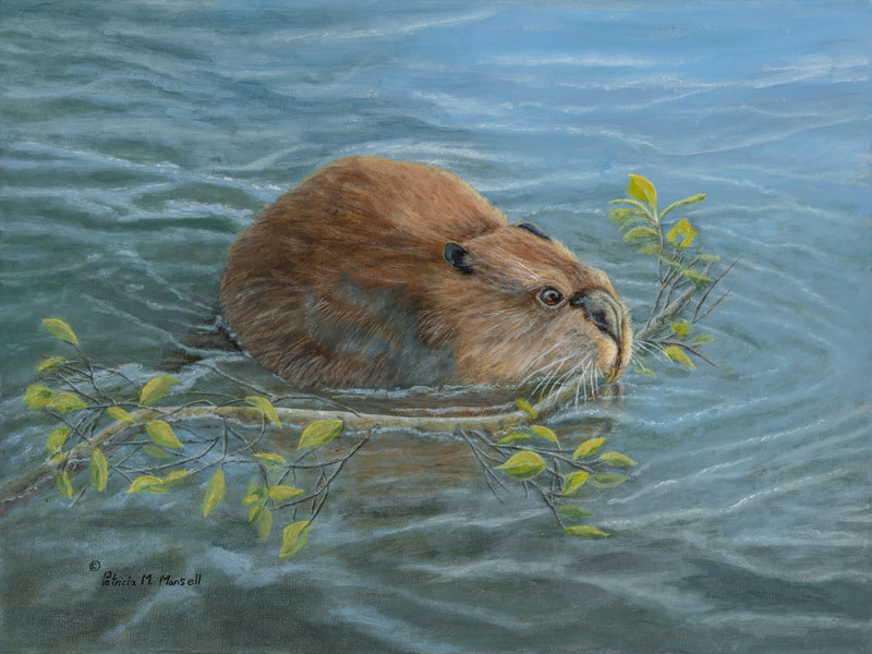 beaver, wildlife, animals, north american wildlife